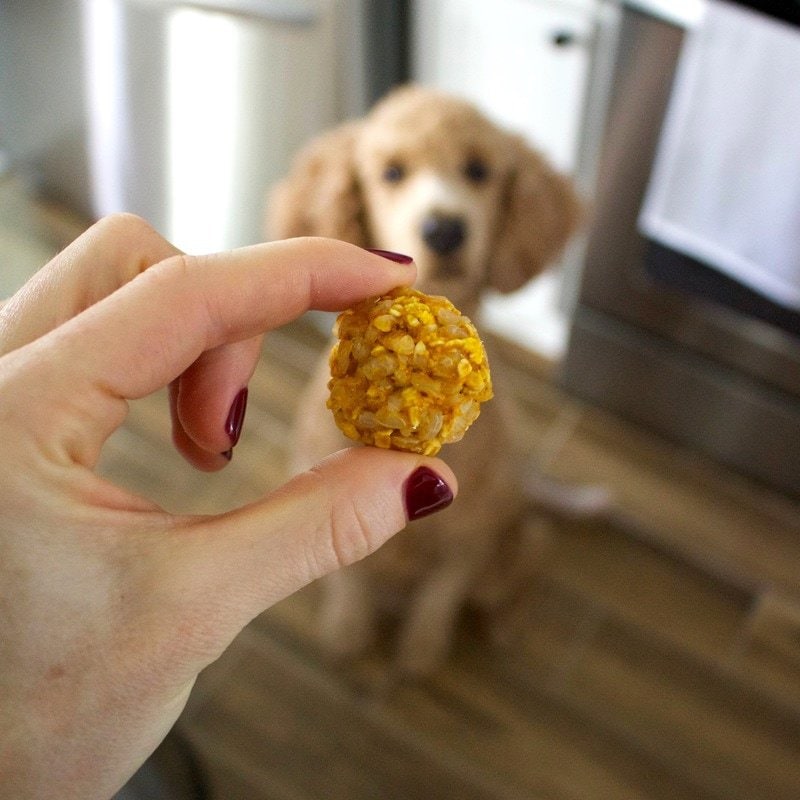 Healthy Homemade Dog Food: Pumpkin, Rice, 'N Oat Bites! (Vegan, Gluten-Free)