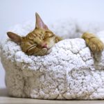 Your ultimate guide to better sleep! The TOP 5 best vegan foods that will help you get a great night's sleep.